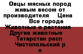 Овцы мясных пород живым весом от производителя. › Цена ­ 110 - Все города Животные и растения » Другие животные   . Татарстан респ.,Чистопольский р-н